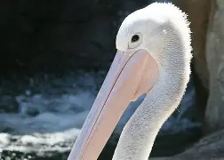 包含新奥尔良鹈鹕围绕社区盾门线救险萨克拉门托国王状态回暖备战欧联，网友：关键时刻金州勇士调整名单以备NBA季后赛的词条